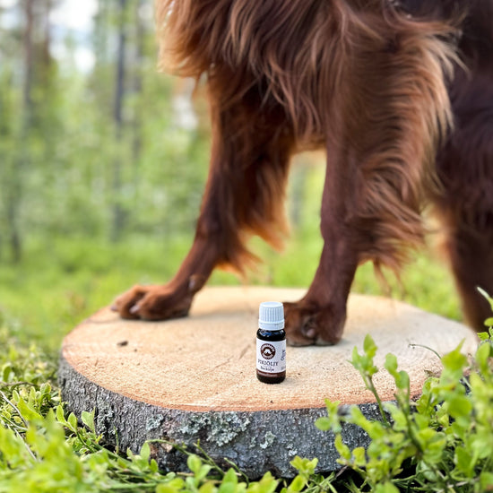 Pitch oil for animals